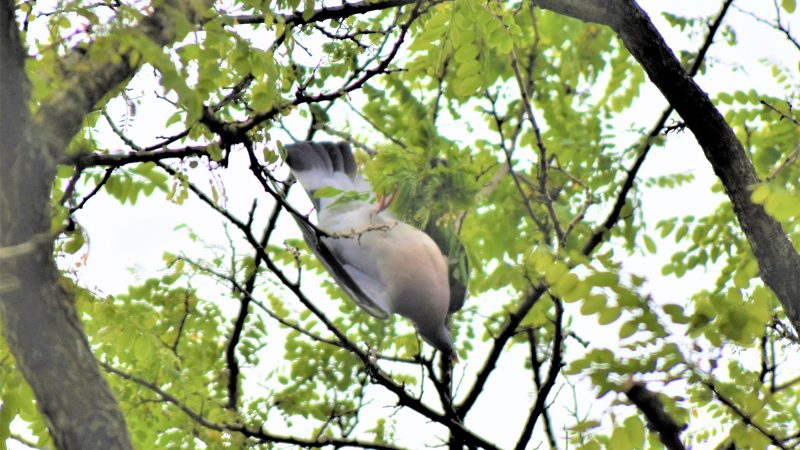 In touw verstrikte duif aan tak uit boom gered