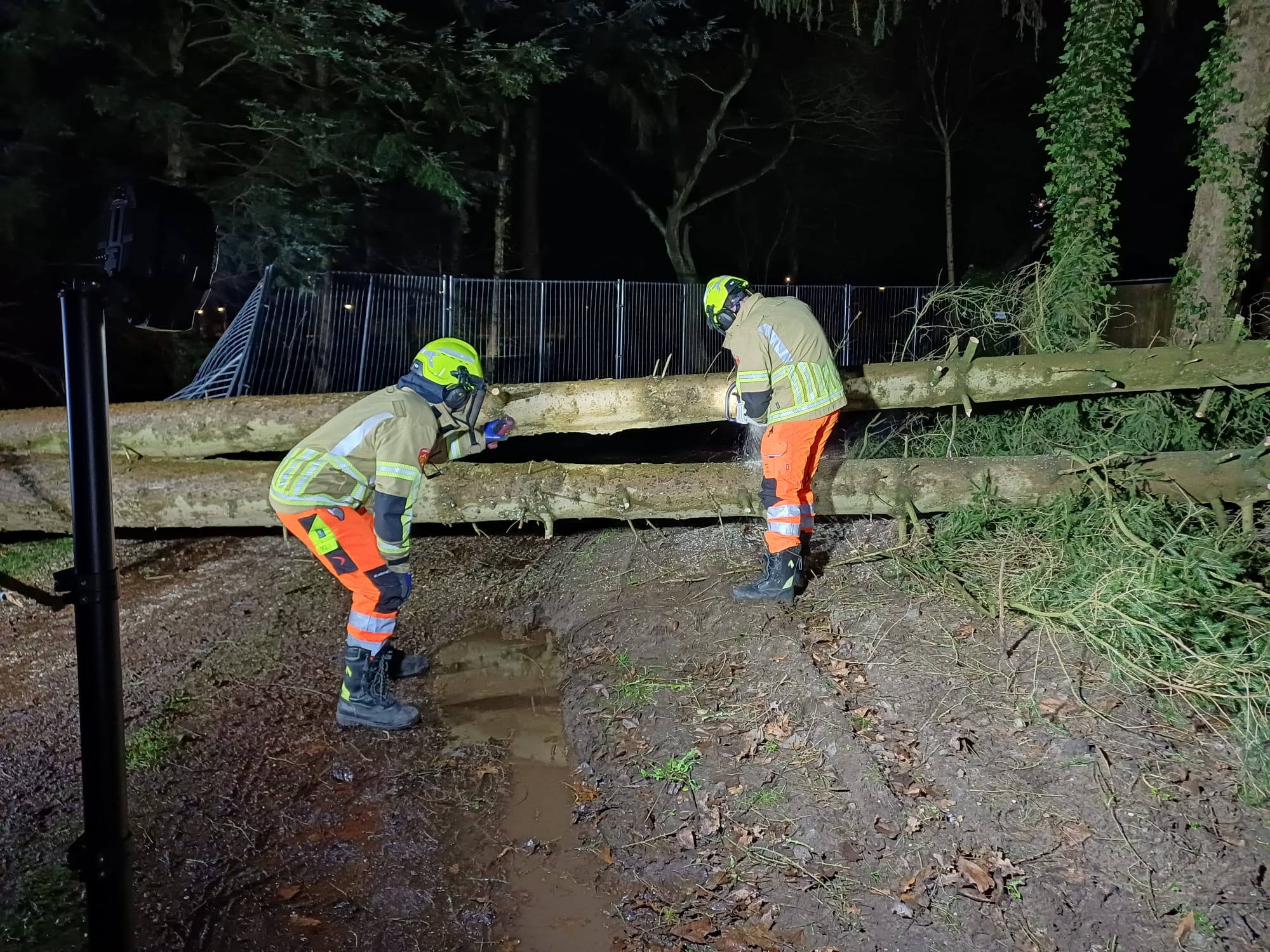 Boom met dubbele stam blokkeert inrit