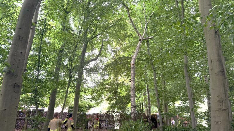 Brandweer voorkomt door omzagen boom gevaarlijke situatie