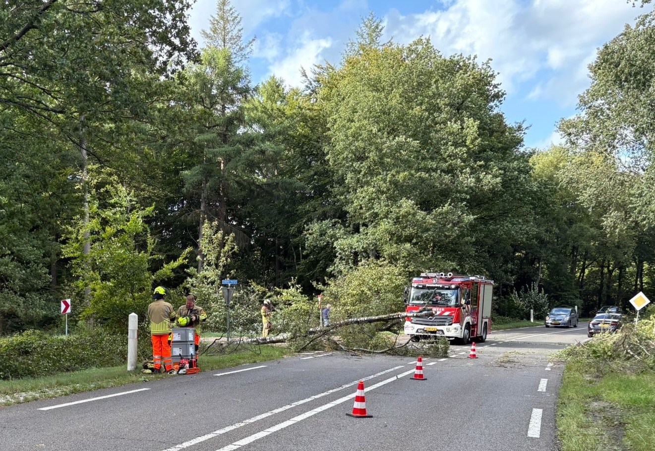Boom valt op rijdende auto
