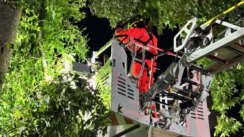 Boom Van Hamelstraat verliest weer takken